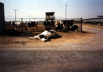 Mooooo.... *thump*