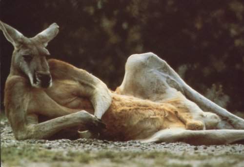 Australian Porn - shamefull, isnt it?